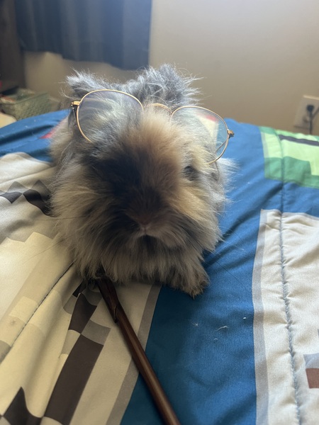 Willow