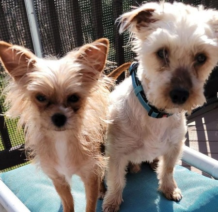 Boo Boo  on the right & Baby