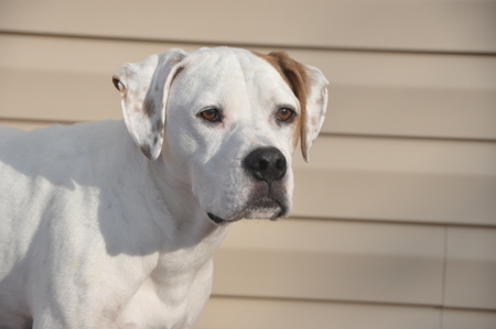 Atticus 