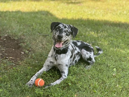 Indiana Bones (Indy)