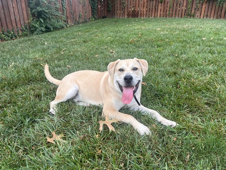 Bailey