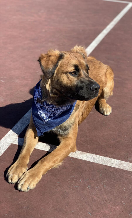 Bruno