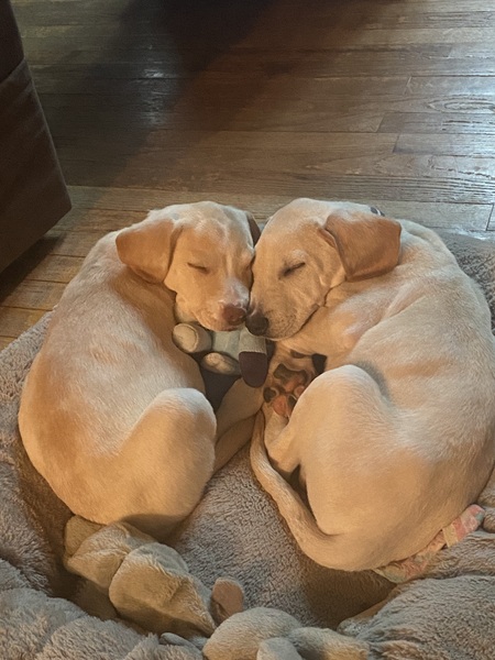 Willow / teddy