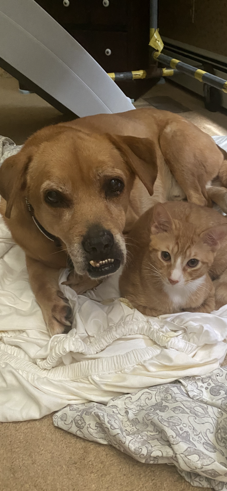 Frankenpup and his best friend Reggie