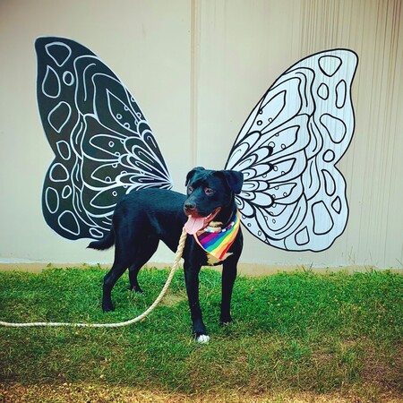 Piper