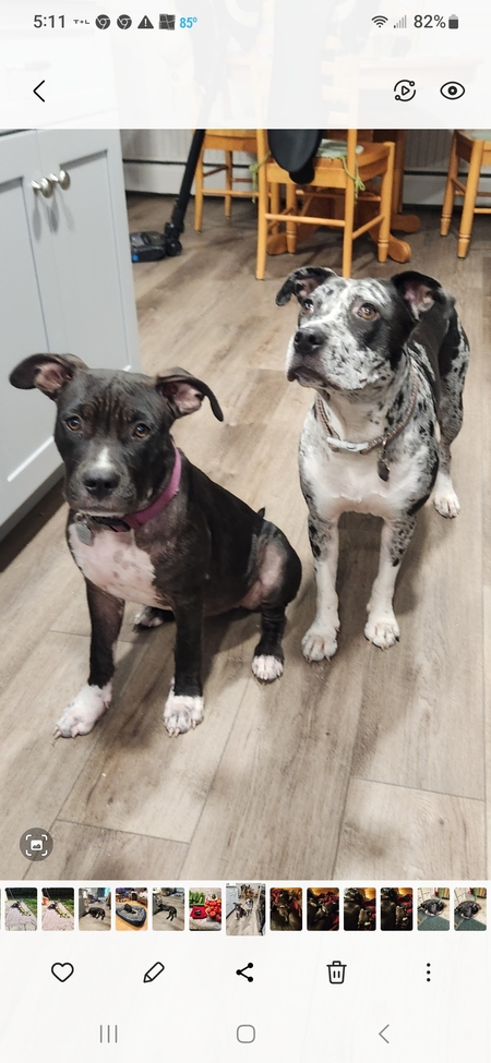 Indy and Muffin