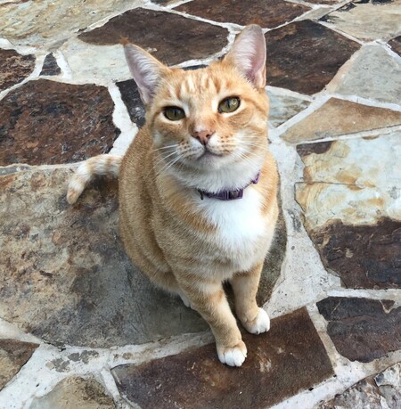 Sunny Jean