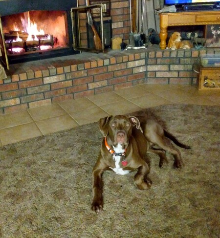 Harley Girl