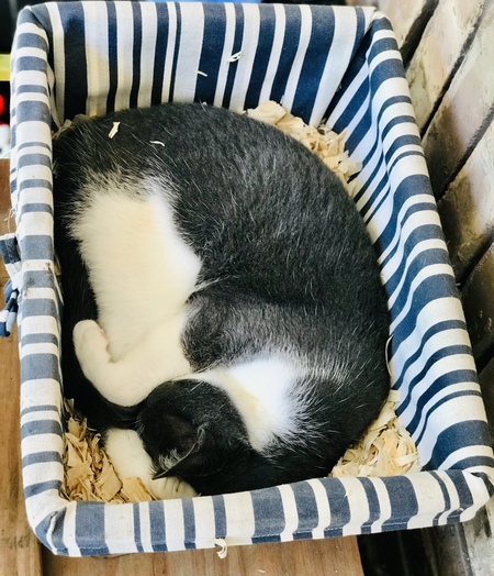 Tom 