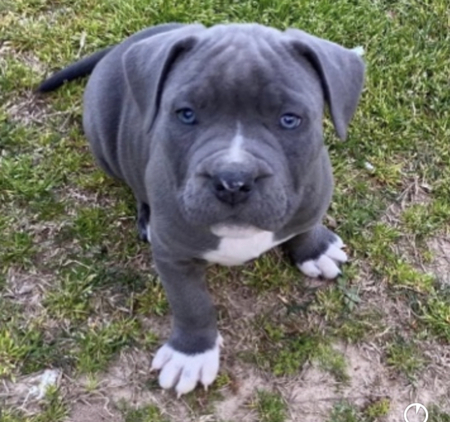 Bleu