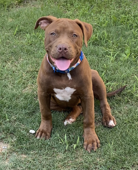 Stella