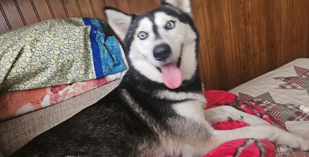 Crazy Daisy