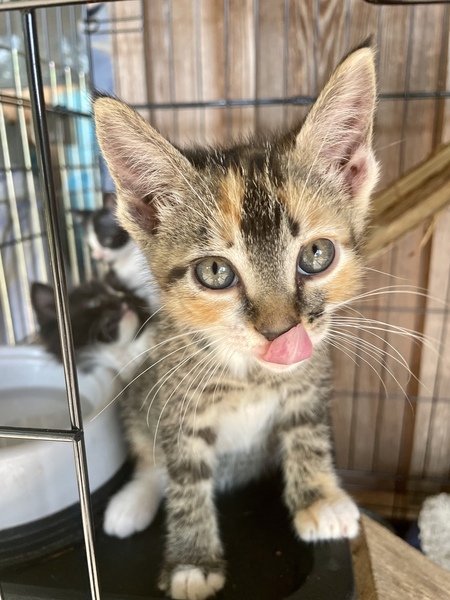 Torti