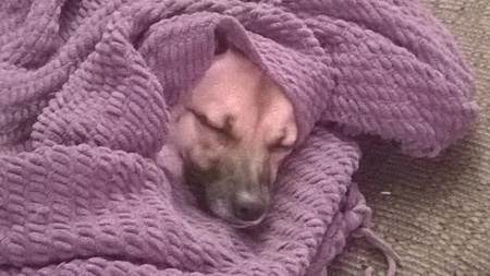 Sadie