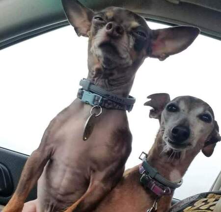 Brisket and Boo