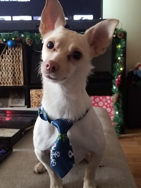 Petey