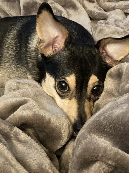 Leonidas Charlie 