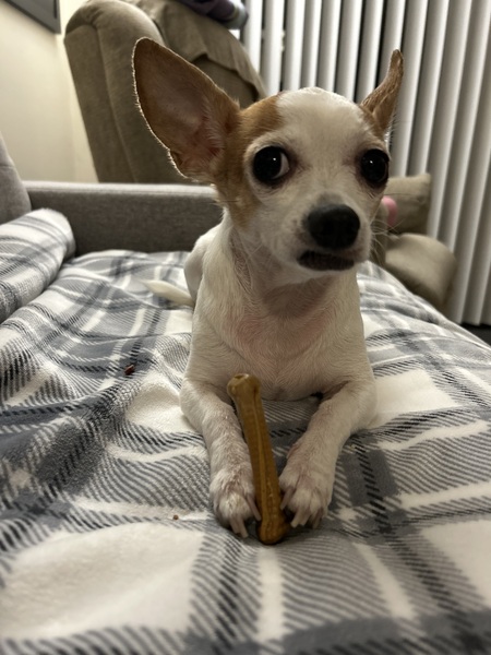 Piper