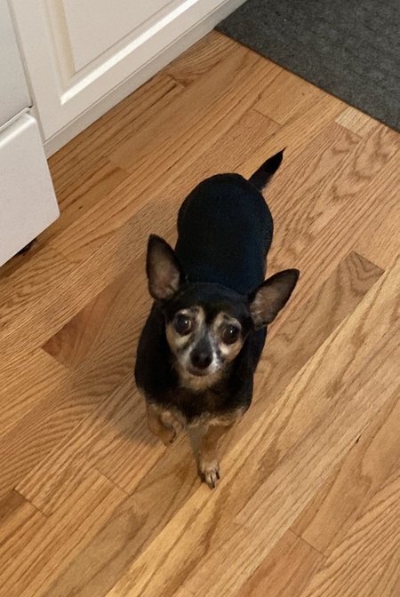 Bug
