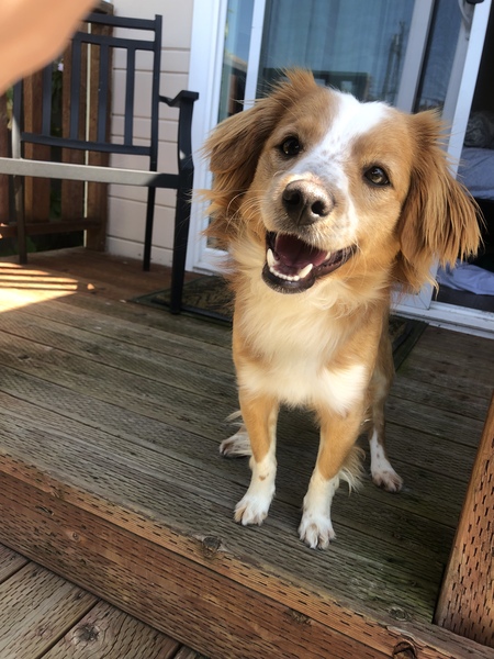 Toby