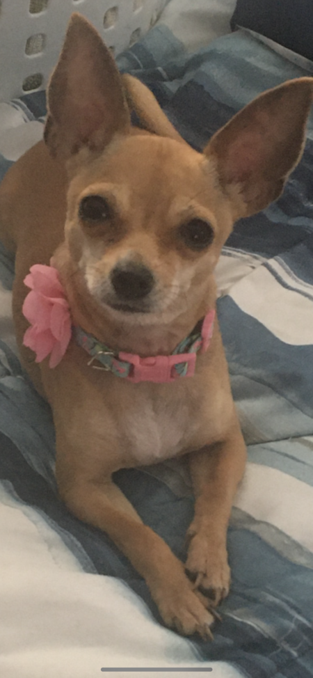 Portia 