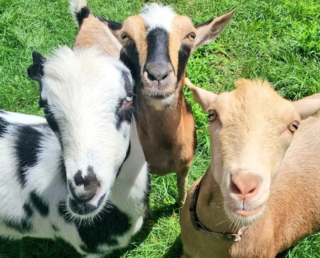 Wally, Domino, Jasper