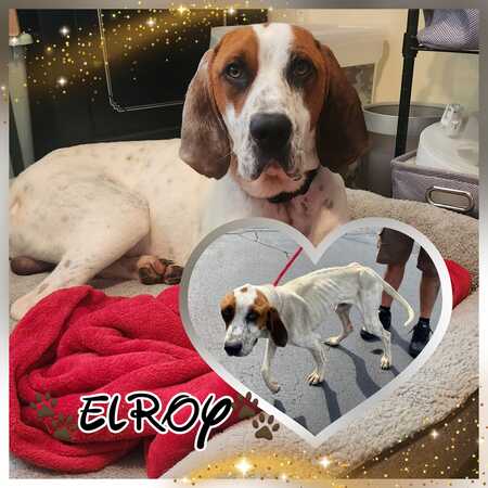 Elroy