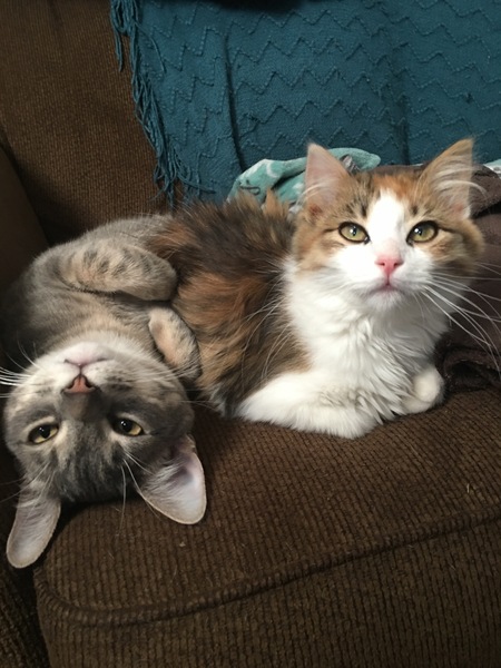 Atticus with foster kitten Clara