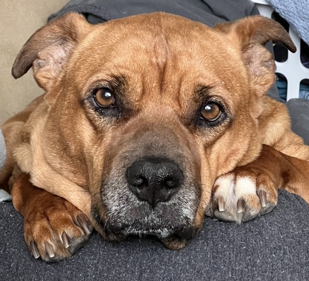 Hazel