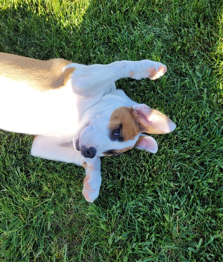 Barleigh 