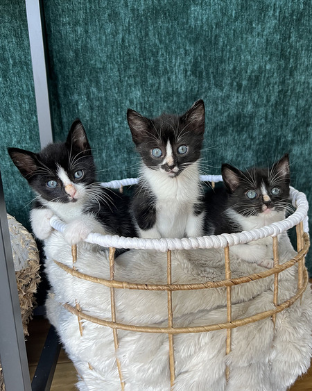 Charlie, Chunk, and Cristini