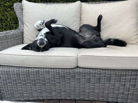 Stella