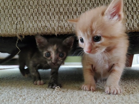 Ollie & Gia