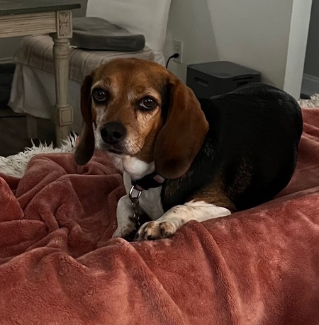 Abbie (formerly "Taffy III")
