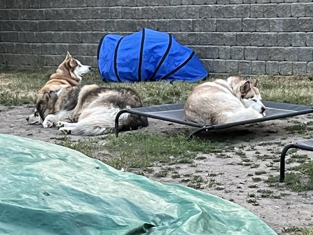 Marlee, Mouse, and Nala