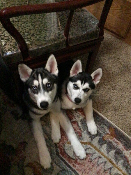Sophie & Spooky