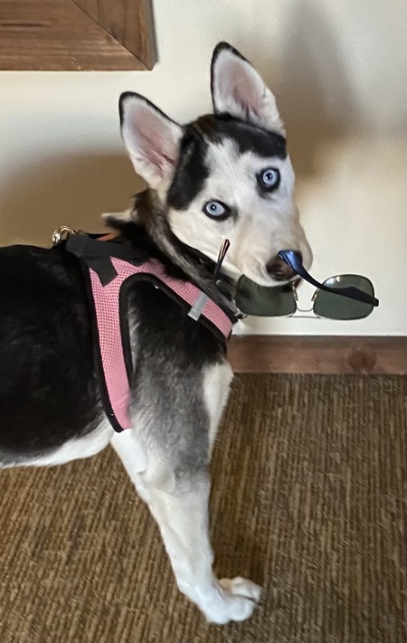 Entry image for Hana. Clicking this image will show a larger photo