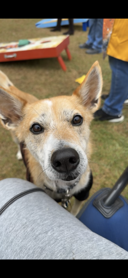 Odie