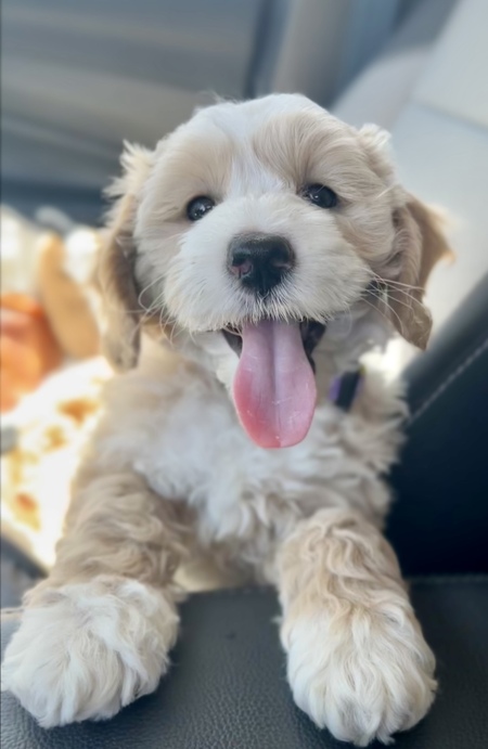 Daisy