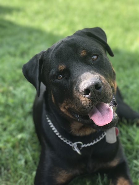 Otis