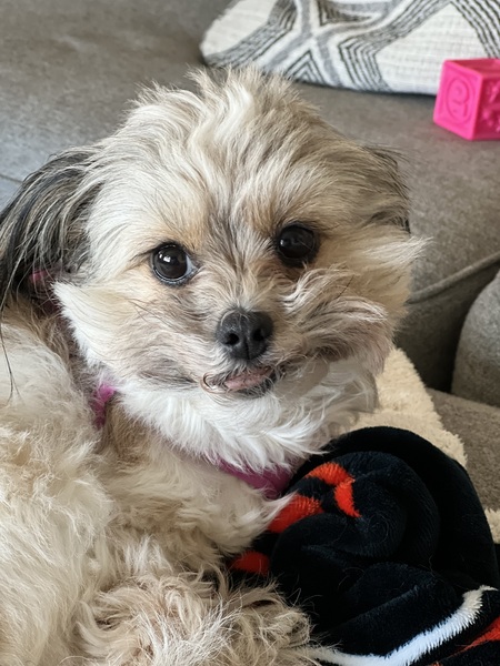 Stella