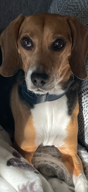 Phoebe