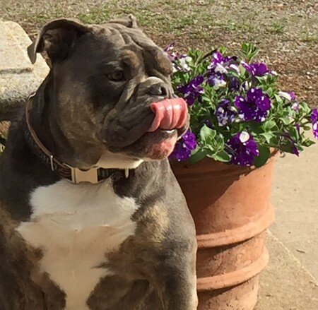Arlo