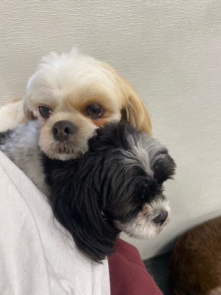 Gucci & Carella deVille