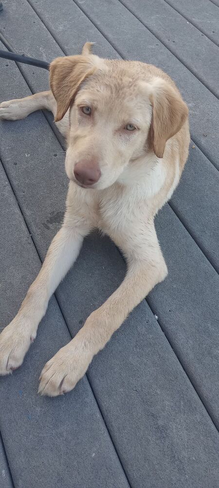 Kimber