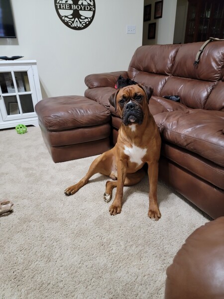 Leonidas