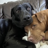 Entry image for Bear & Bella