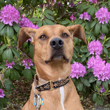 Entry image for Ziggy