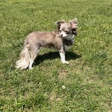 Entry image for Muffin