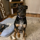 Entry image for Shiloh